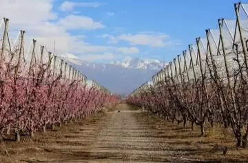 Agricultura en Mendoza: el impacto del clima y las oportunidades de exportación