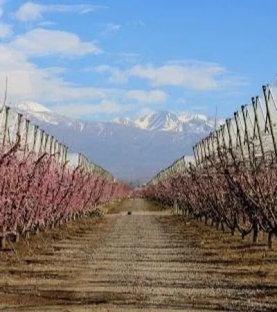 Producción_de duraznos