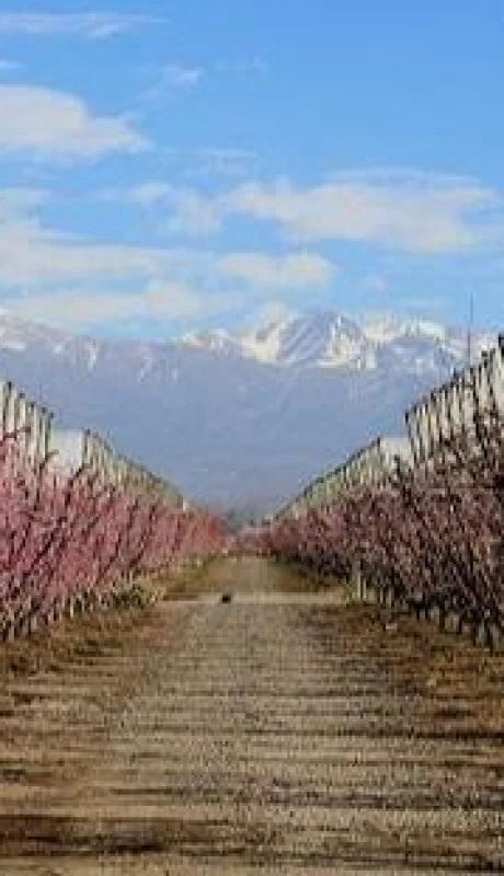 Producción_de duraznos