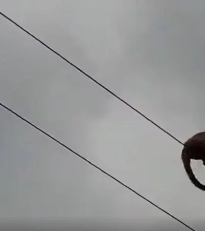 video-mono-suelto-godoy-cruz-electrocutado-mendoza