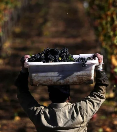 vitivinicultura_vin?edo_uvas