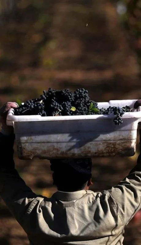 vitivinicultura_vin?edo_uvas