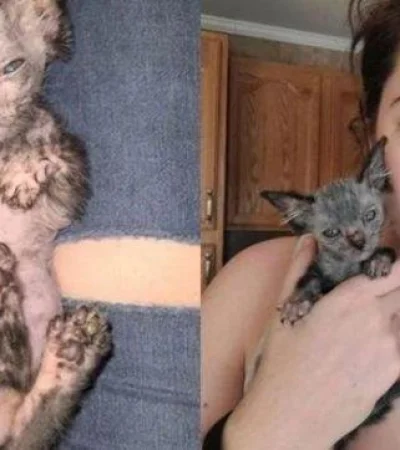 lykoi-gato-lobo-datos-argentina-precio-historia