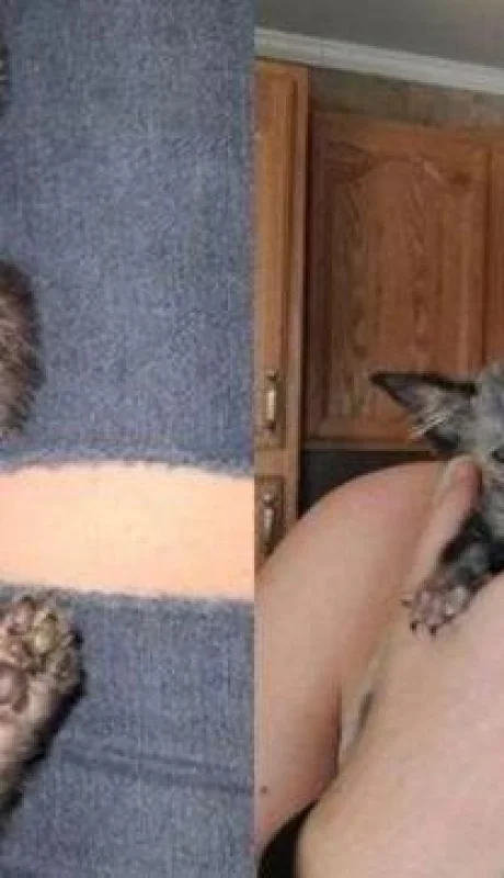 lykoi-gato-lobo-datos-argentina-precio-historia