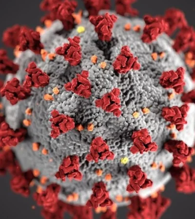 cepa-coronavirus-manaos-argentina