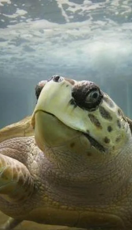 tortugo-jorge-acuario-mendoza