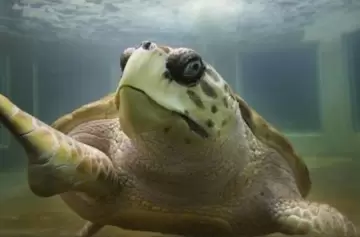 La rehabilitación del tortugo Jorge: un desafío cumplido