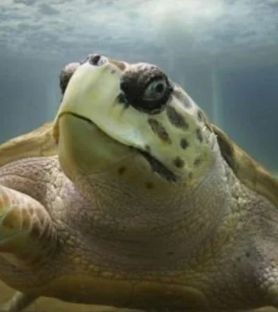 La rehabilitación del tortugo Jorge: un desafío cumplido