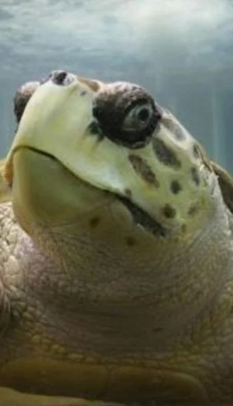 La rehabilitación del tortugo Jorge: un desafío cumplido