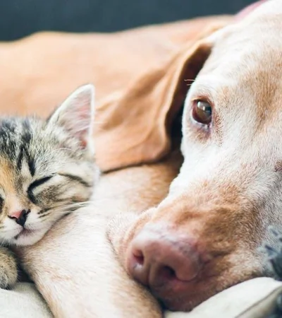 mascotas-en-invierno