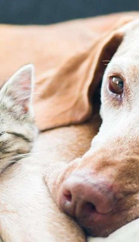 mascotas-en-invierno