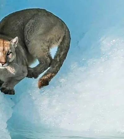 puma-santa-cruz-video