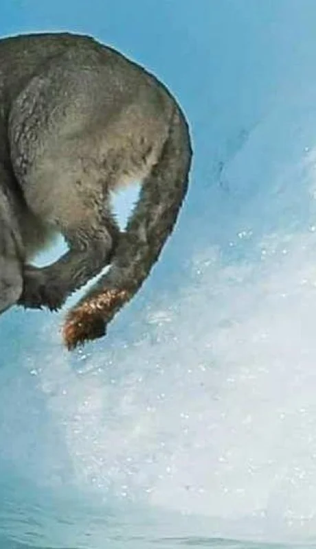 puma-santa-cruz-video