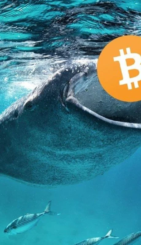 ballenas-Bitcoin_1