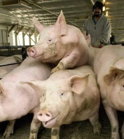 granjas-chinas-en-argentina