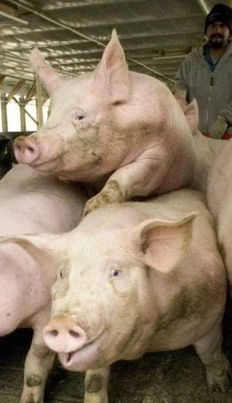 granjas-chinas-en-argentina