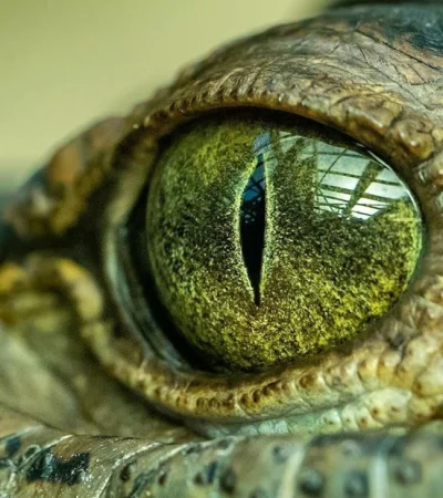 cocodrilo-prehistorico-chile