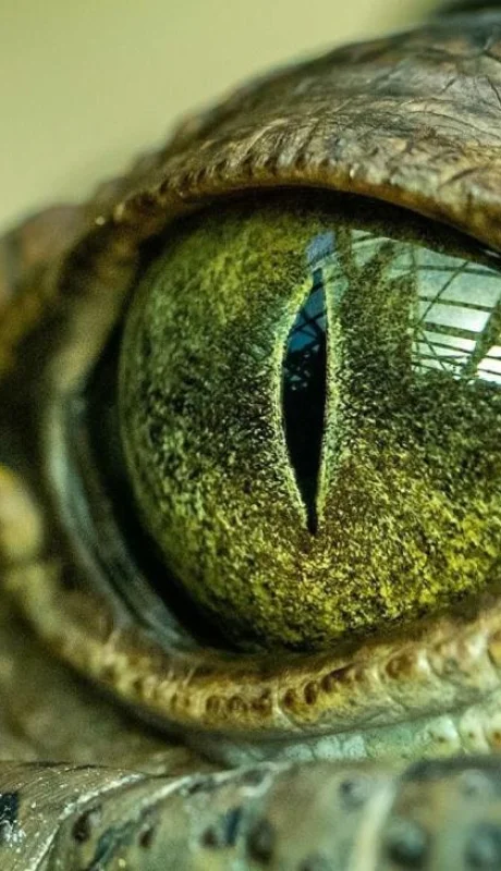 cocodrilo-prehistorico-chile