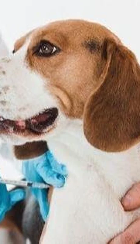 Periodicidad-de-las-vacunas-y-desparasitaciones-para-tu-perro