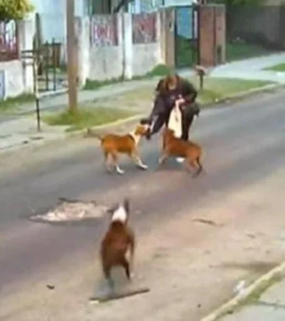 perros-pitbull-ataque-argentina-video-fotos-mujer