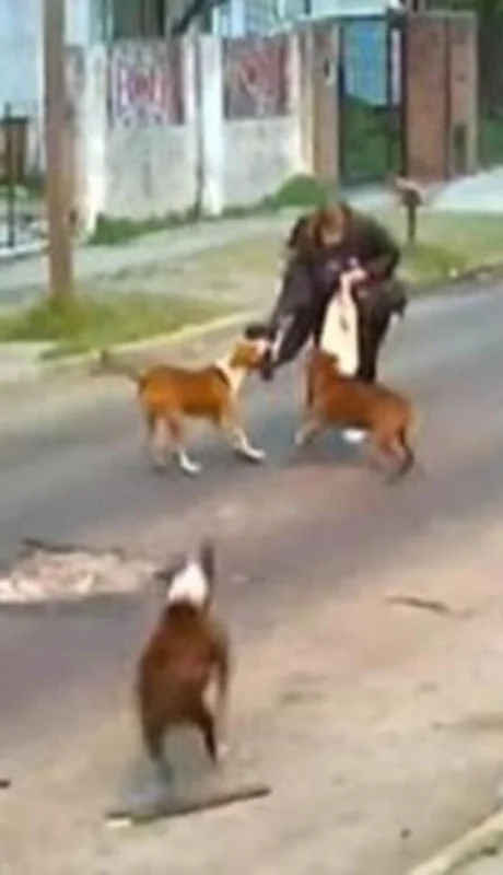 perros-pitbull-ataque-argentina-video-fotos-mujer