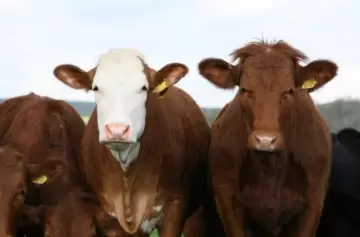 "Pegarse un Tiro en el Pie": el Gobierno respondió el proyecto de impuesto al gas metano de las vacas