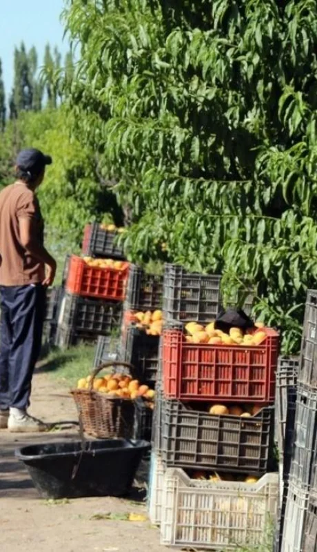 cosecha-mendoza