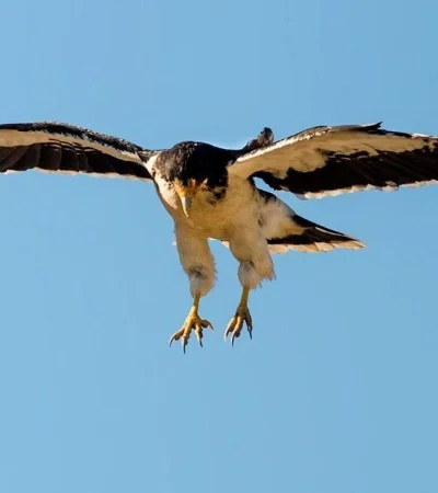 Phalcoboenus-albogularis_White-throated-Caracara_Mariano-Costa_Aves-Patagonicas_DSC_7233b