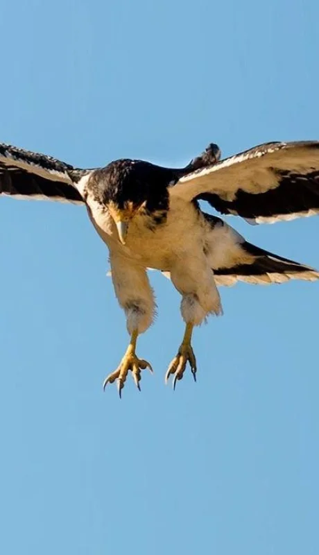 Phalcoboenus-albogularis_White-throated-Caracara_Mariano-Costa_Aves-Patagonicas_DSC_7233b
