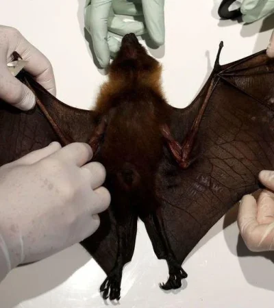 Murciélagos-