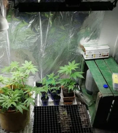 marihuana-allanamiento-mendoza-menor-narcos