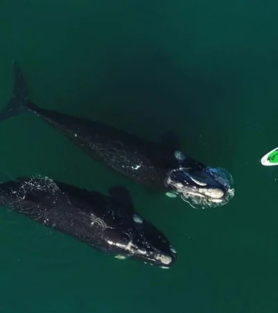 ballenas-fotos-puerto-madryn-video