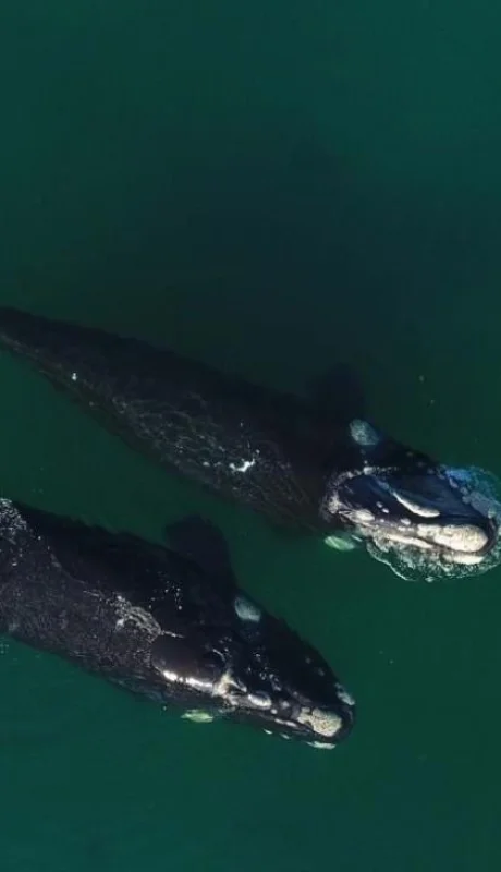 ballenas-fotos-puerto-madryn-video