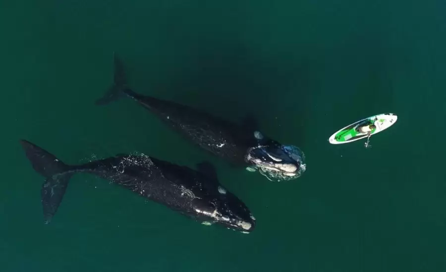 ballenas-fotos-puerto-madryn-video
