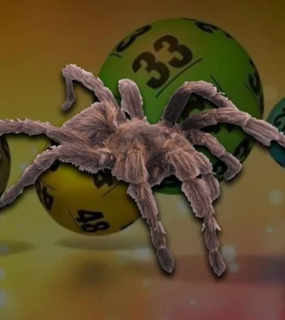 quiniela-sueño-araña-insectos-número-suerte-tabla