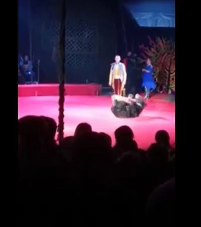 oso-video-circo-ataque-domadora