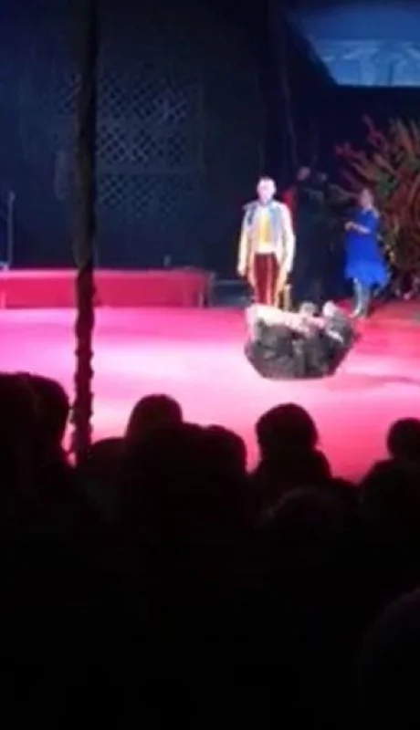 oso-video-circo-ataque-domadora