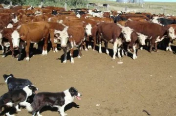 Robo de ganado: detienen a dos jóvenes acusados de hurtar 30 vacas