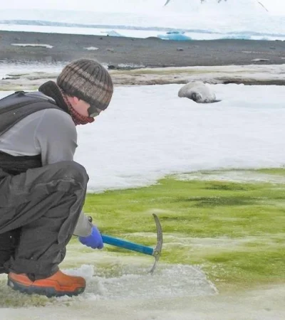 antartida-verde-calentamiento-global