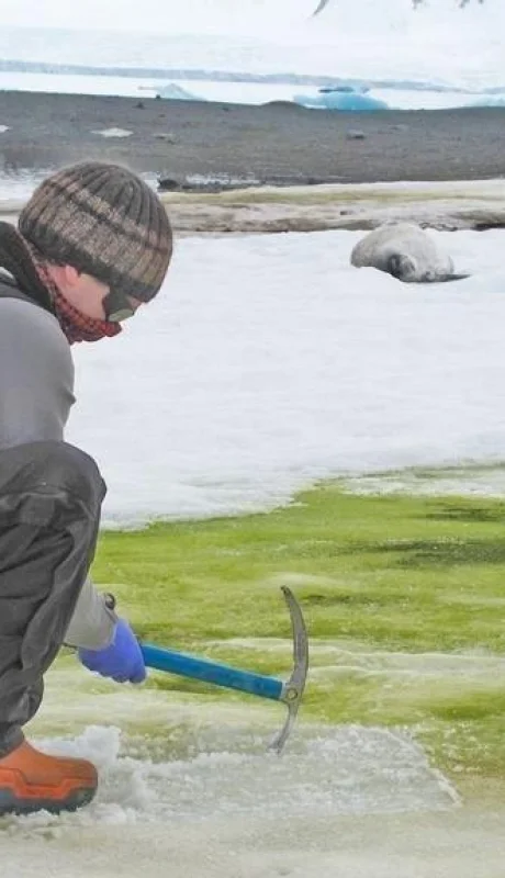 antartida-verde-calentamiento-global