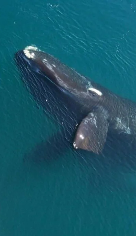 ballena-franca-austral