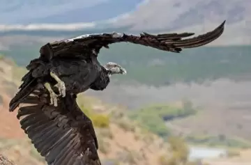 Un hito en la veterinaria mendocina y la lucha por salvar aves