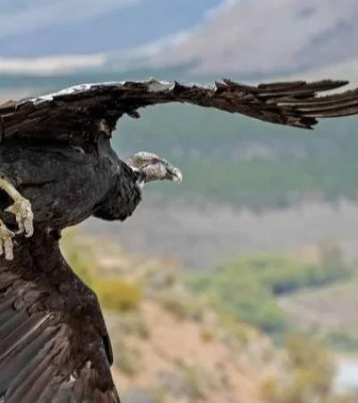 Un hito en la veterinaria mendocina y la lucha por salvar aves