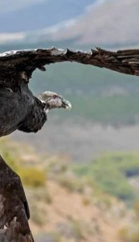Un hito en la veterinaria mendocina y la lucha por salvar aves