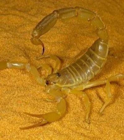 escorpiones-egipto-sahara-lluvia-picaduras-ciudadanos