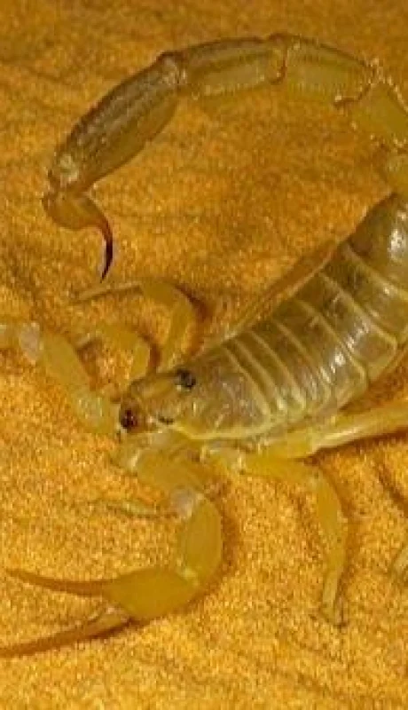 escorpiones-egipto-sahara-lluvia-picaduras-ciudadanos