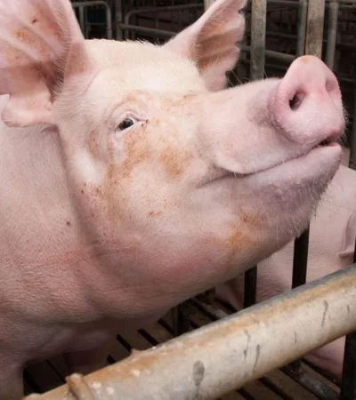 peste-porcina-africana-cerdos-chanchos-virus-senasa