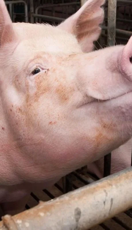 peste-porcina-africana-cerdos-chanchos-virus-senasa