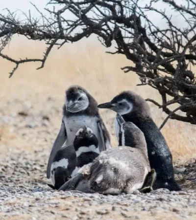 piguinos-reserva-argentina-chubut-muerte-videos