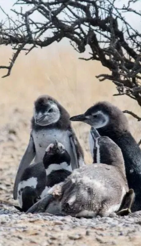 piguinos-reserva-argentina-chubut-muerte-videos